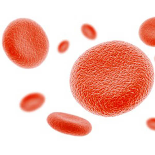 Tampa Anemia Panel Test 24/7 Labs