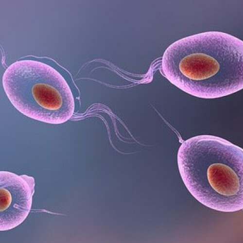 tampa-trichomonas-testing-24-7-labs